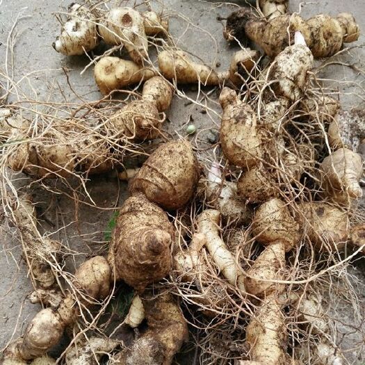 商洛 黄精食药同源养生植物