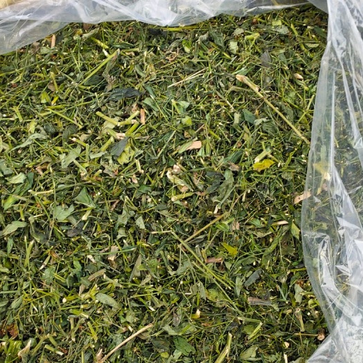 穿心莲穿心莲基地种植 人工拔草 自然生长