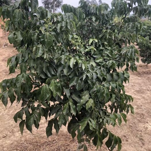 灵山县黑黄皮果苗  广西嫁接黄皮果树苗无核鸡心黄皮树苗黑黄皮冰糖黄皮果苗盆栽地栽