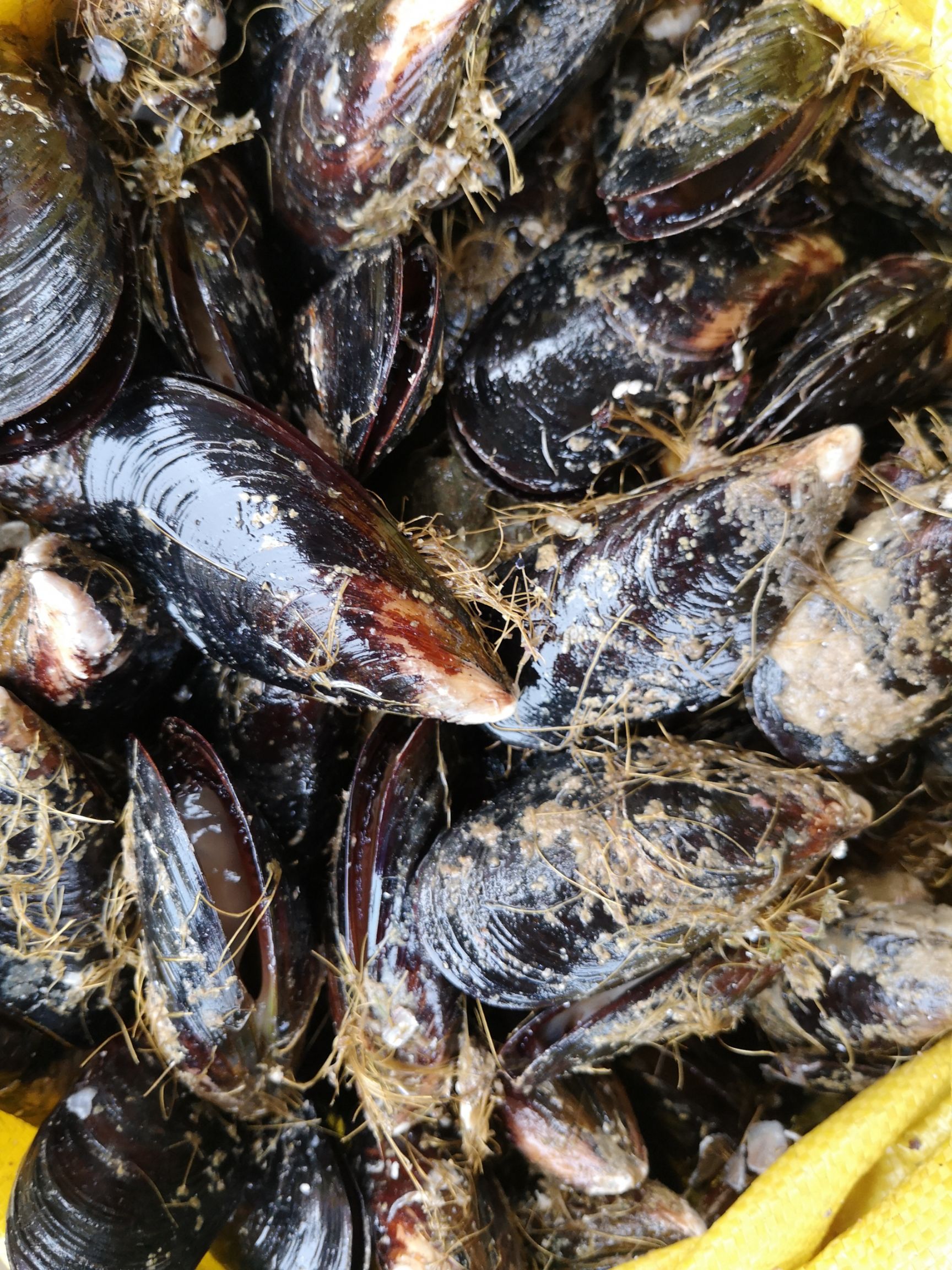 鲜活大海虹淡菜大个头，肉质细腻鲜美肥