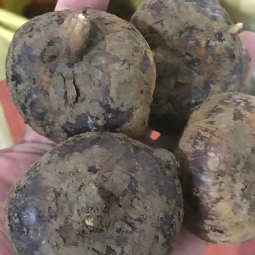 始兴县始兴马蹄  爽，甜，嫩，无渣