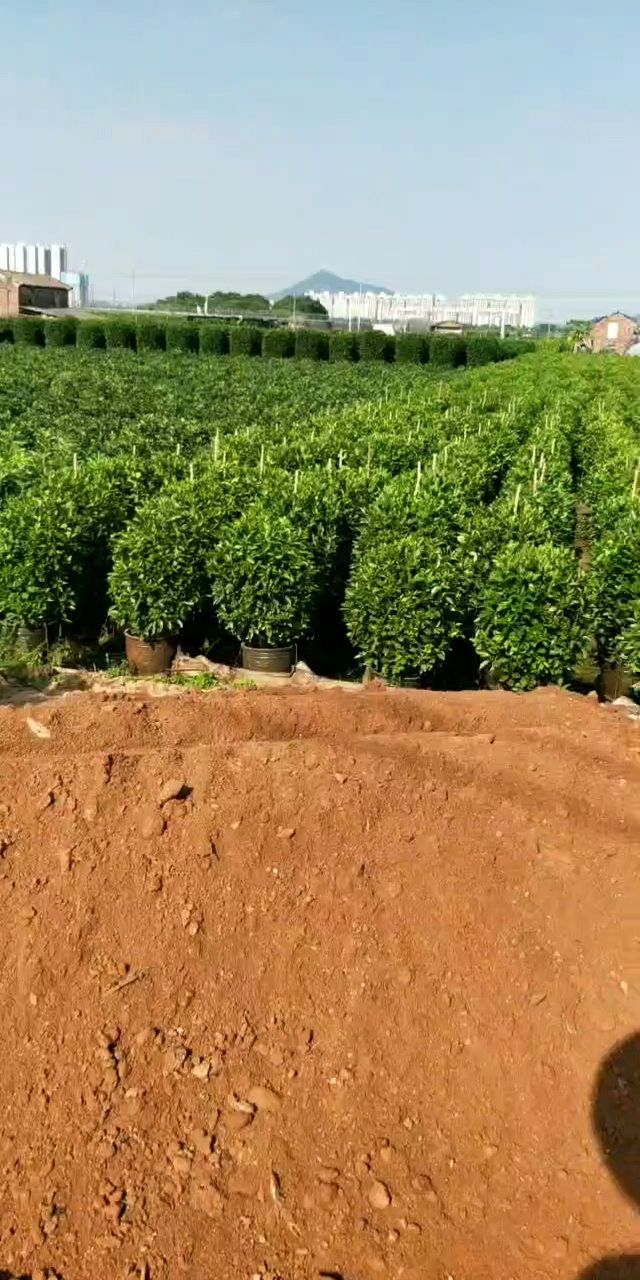 泥炭土  煤渣，（湖南烤烟煤球渣，人工分捡无杂环保）正规资质，可开发票