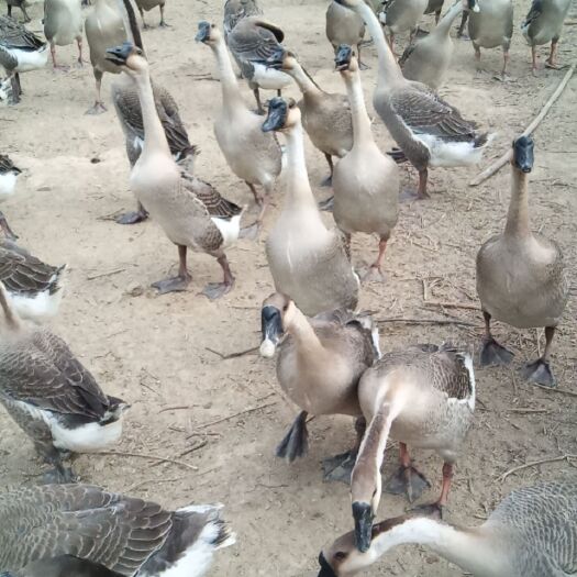 阳江阳江鹅 8-10斤 统货 半圈养半散养