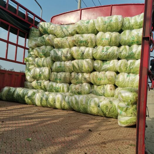 新野县黄心大白菜  黄心白菜