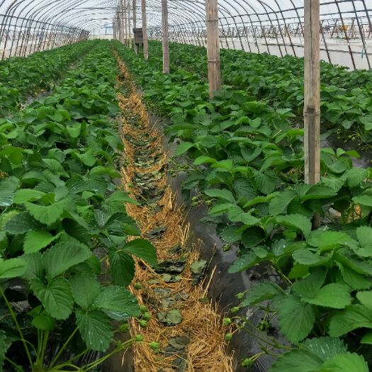 宁波红颜草莓 电商果 