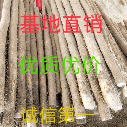 宜城市优质九斤黄山药