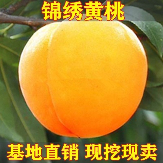 平邑县嫁接桃树苗 锦绣黄桃苖蟠桃树苗沂蒙霜红桃树苗水蜜桃苗南北方种植果树苗