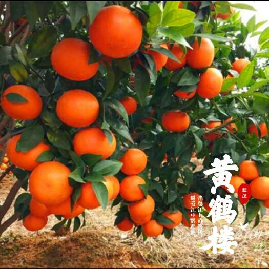 灵山县沃柑苗  普通沃甘苗，091无核沃甘苗