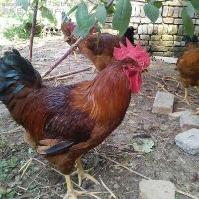 眉山九斤黄鸡苗批发 九斤红公苗供应 黄杂鸡苗 肉杂鸡苗价格