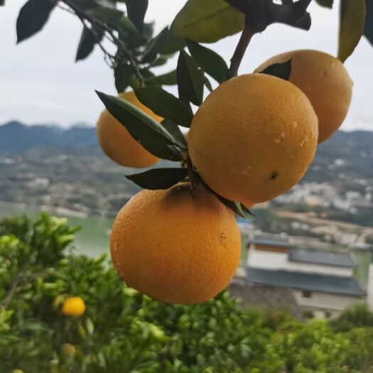 巴东县脐橙  普橙