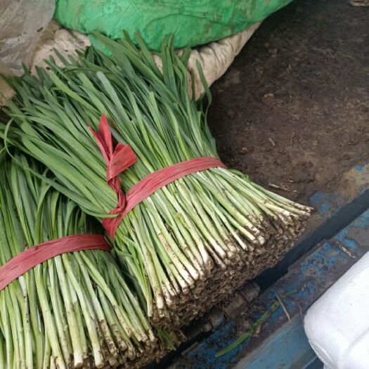 乐亭县紫根韭菜 头茬 