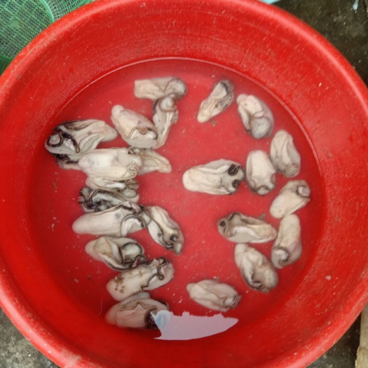阳江海鲜贝类 冷冻水产 