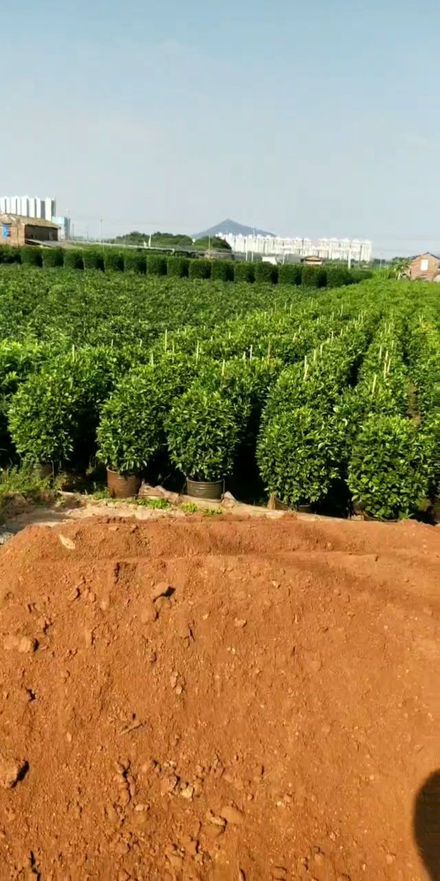 泥炭土  煤渣，（湖南烤烟煤球渣，人工分捡无杂环保）正规资质，可开发票