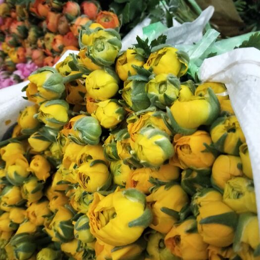 昆明观赏牡丹 云南鲜花批发昆明鲜花斗南基地鲜花直批洋牡丹