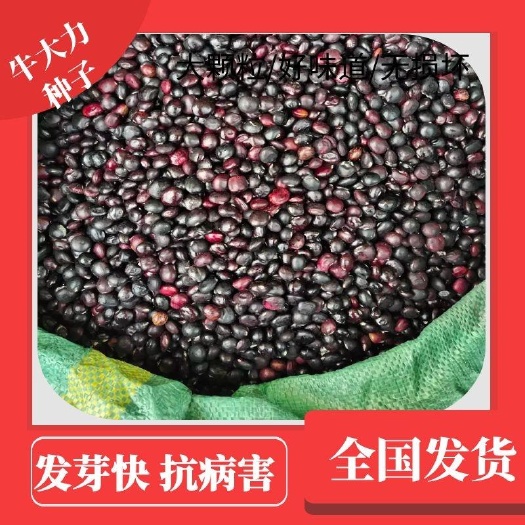 浦北县高产牛大力种子，保证品质，保证发芽率，包技术，包回收！