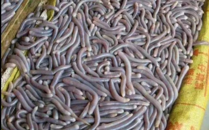 湛江沙虫