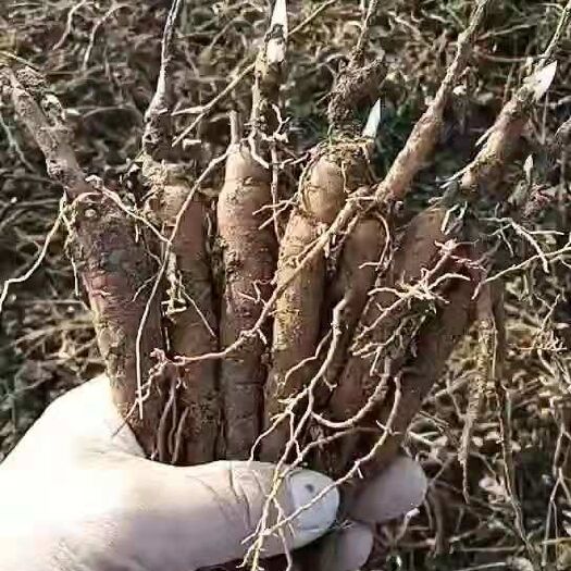 亳州白芍种苗 