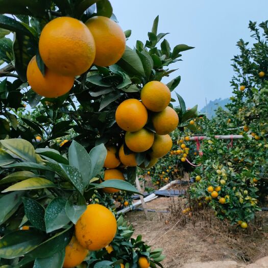 阳春市红江橙 自家农场种的红江洪江辰