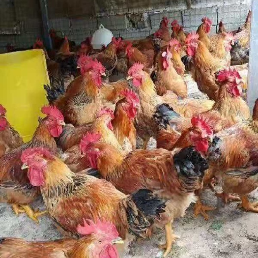 成都快大良凤花鸡苗 良凤花肉鸡苗批发 纯种良凤花鸡苗价格