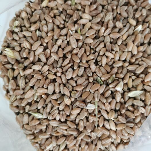 牙克石市小麦 龙麦35