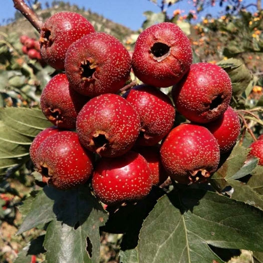 平邑县普通山楂苗 两年嫁接苗当年结果包正质量.88