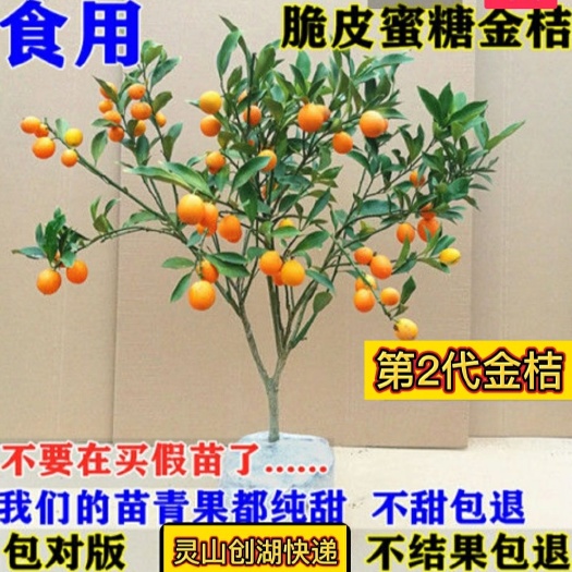 灵山县脆皮金桔苗  四季脆皮甜金桔苗（改良第二纯甜品种）