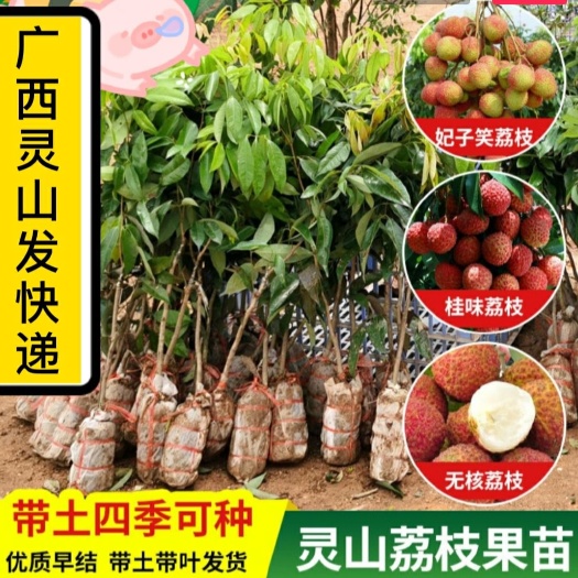 灵山县桂味荔枝苗 对土壤适应性强，耐旱适宜山地种植；品质风味极优