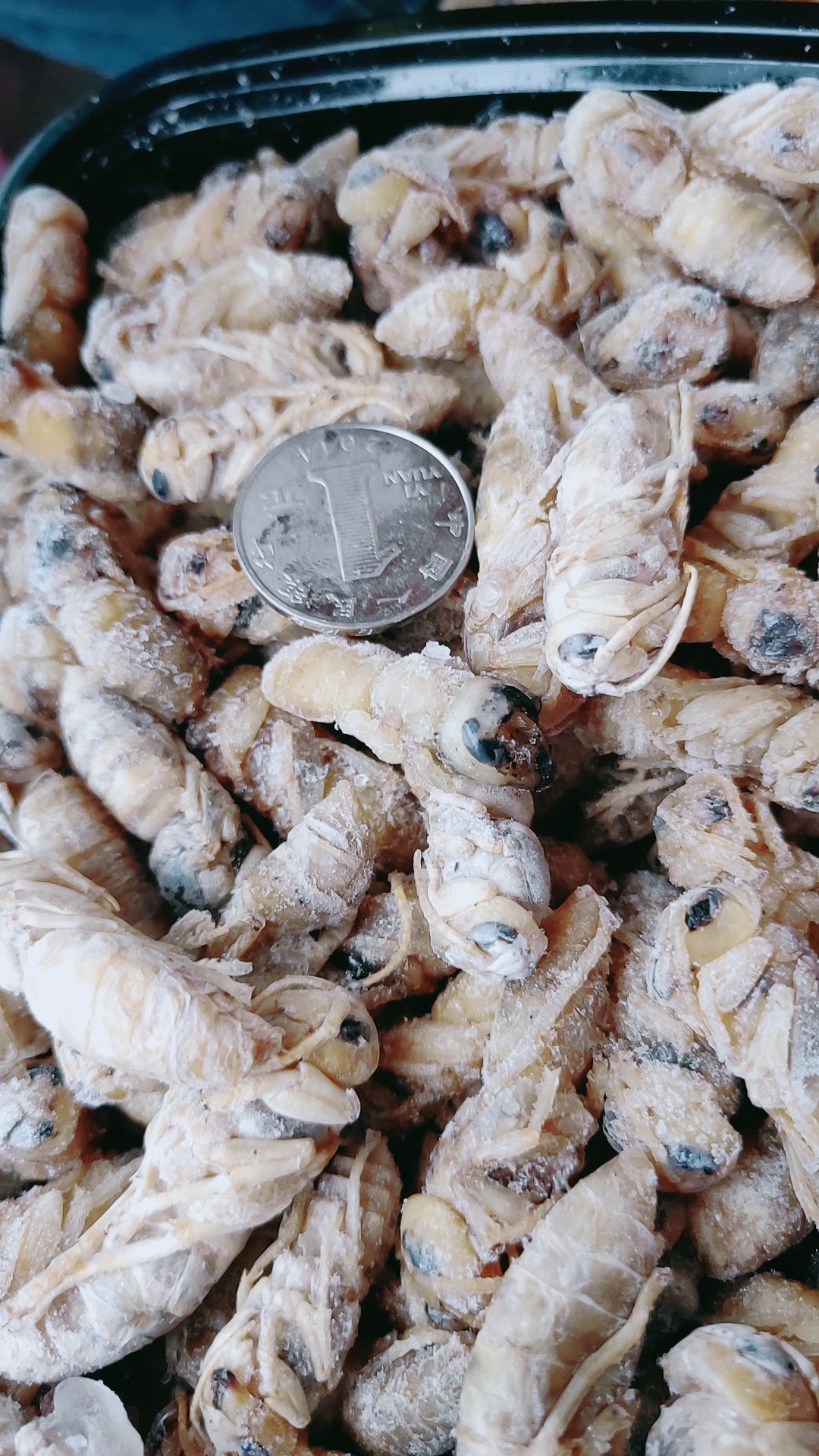 青米蜂  大黑无翅，黑尾