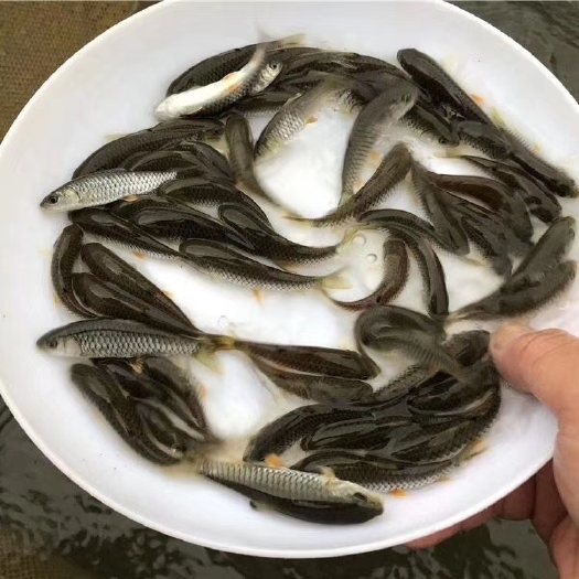 南宁青鱼苗  军鱼苗，倒刺鲃，家族式专注养殖，渔场直供。技术跟踪