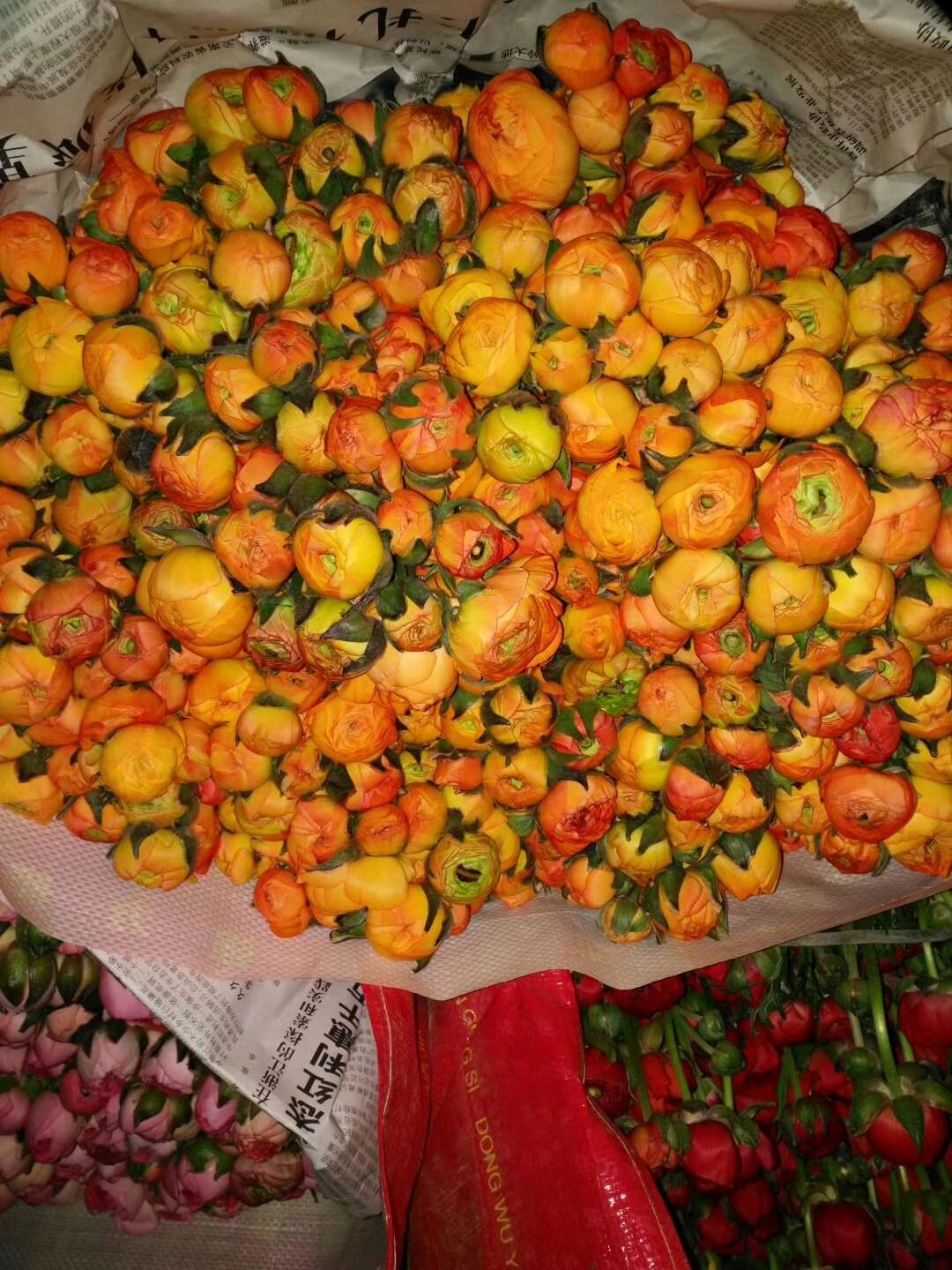 观赏牡丹 云南鲜花批发昆明鲜花斗南基地鲜花直批洋牡丹