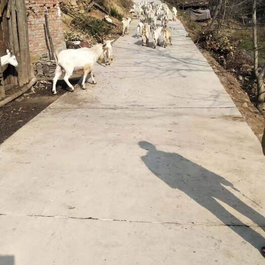 丹凤县 天然放养山羊，不饲喂任何饲料添加剂，常年高海拔放养！