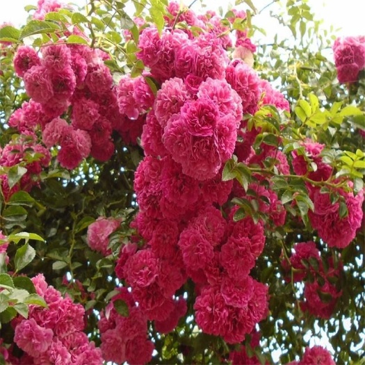 宁海县红花蔷薇木香花苗爬藤红花木香苗蔷薇花苗藤本红木香