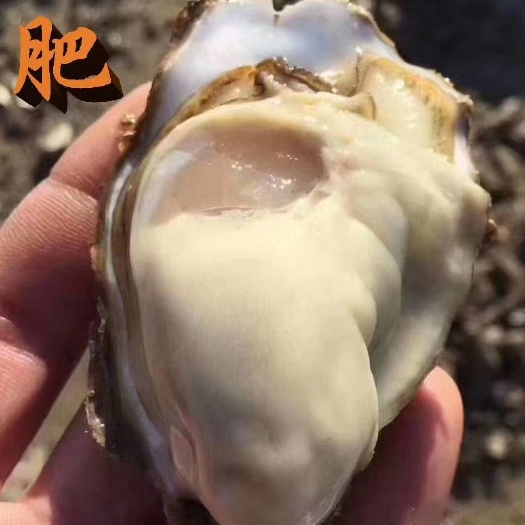 威海威海牡蛎  山东威海生蚝牡蛎养殖场直供一手货源批发