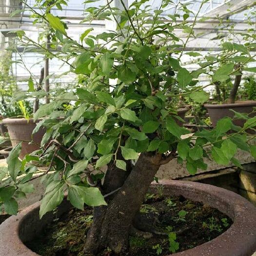 南京白刺树 毛竹加工，木材加工
