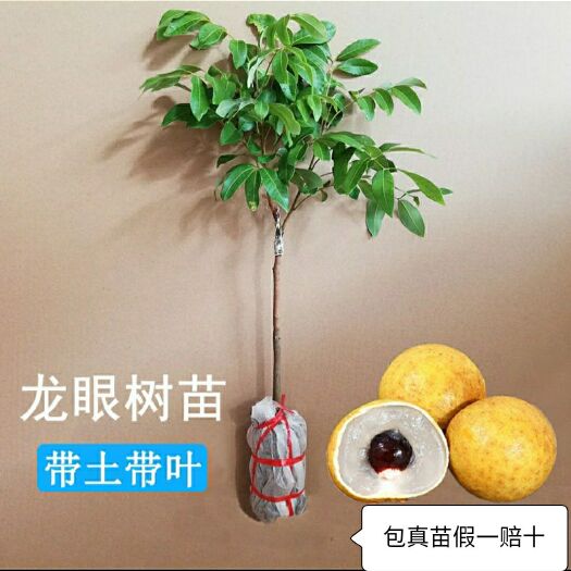 灵山县四季蜜龙眼苗  四季龙眼苗