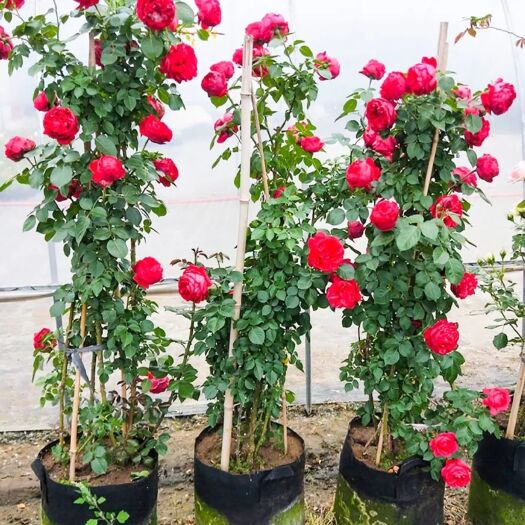 藤本月季蔷薇花苗爬藤植物花卉绿植四季开花大花浓香红花蔷薇