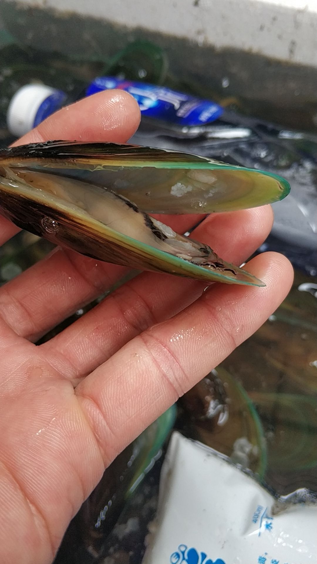 鲜活青口贝 海虹 烧烤 大蓝口贝 产地直达烧烤清蒸淡菜