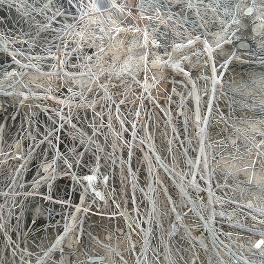 曹县红峰葡萄苗 红葡萄