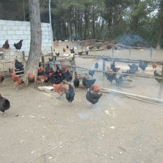 重庆市土鸡 山林散养纯玉米鸡