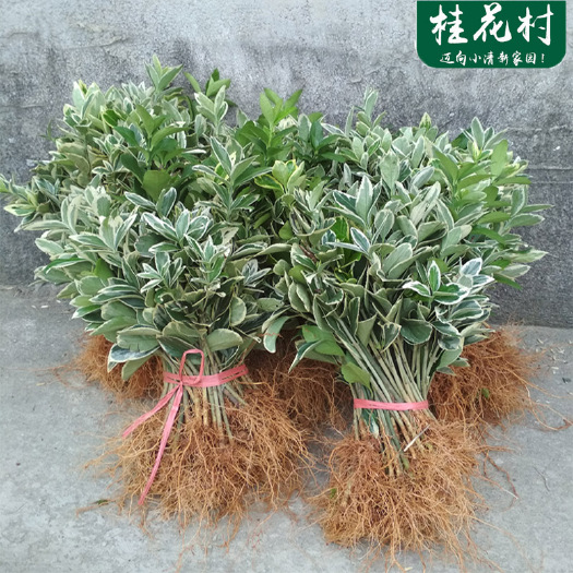 苗圃金边黄杨苗室外庭院小树苗园林绿化苗木四季常青大叶篱笆植物