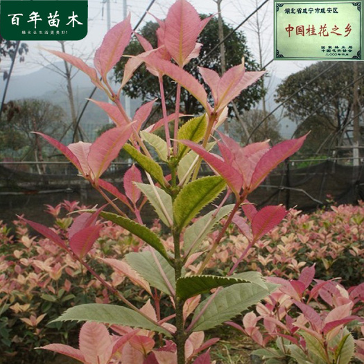 产地珍珠彩叶桂花苗庭院苗圃浓香型桂花树苗园林绿化苗木花卉包邮