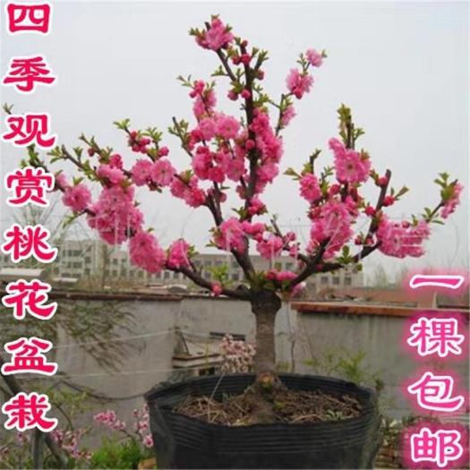 中华寿桃桃树苗  寿桃树苗，盆栽地栽观赏，基地直销现挖现卖保