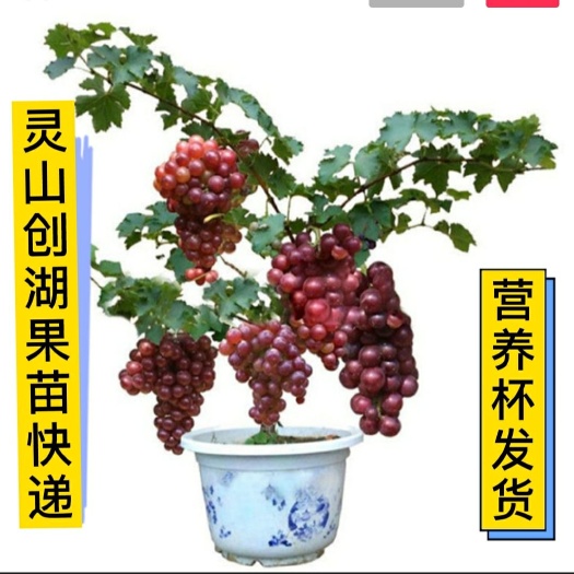 灵山县夏黑葡萄苗  蓝宝石葡萄苗