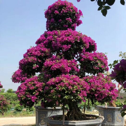 漳州 紫花三角梅，色泽鲜艳，花期长 适用城市绿化和园林
