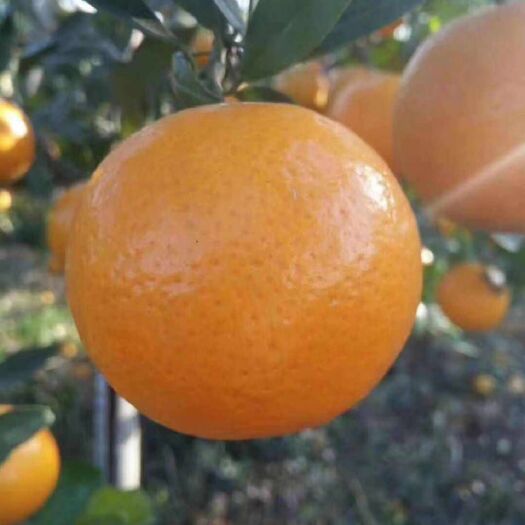 麻阳县麻阳冰糖橙橙子水果新鲜当季应季湖南手剥果冻甜橙