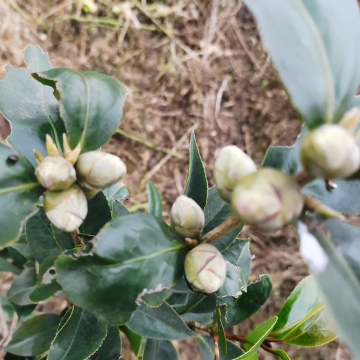 锦屏县110亩山茶花出售，量大优惠