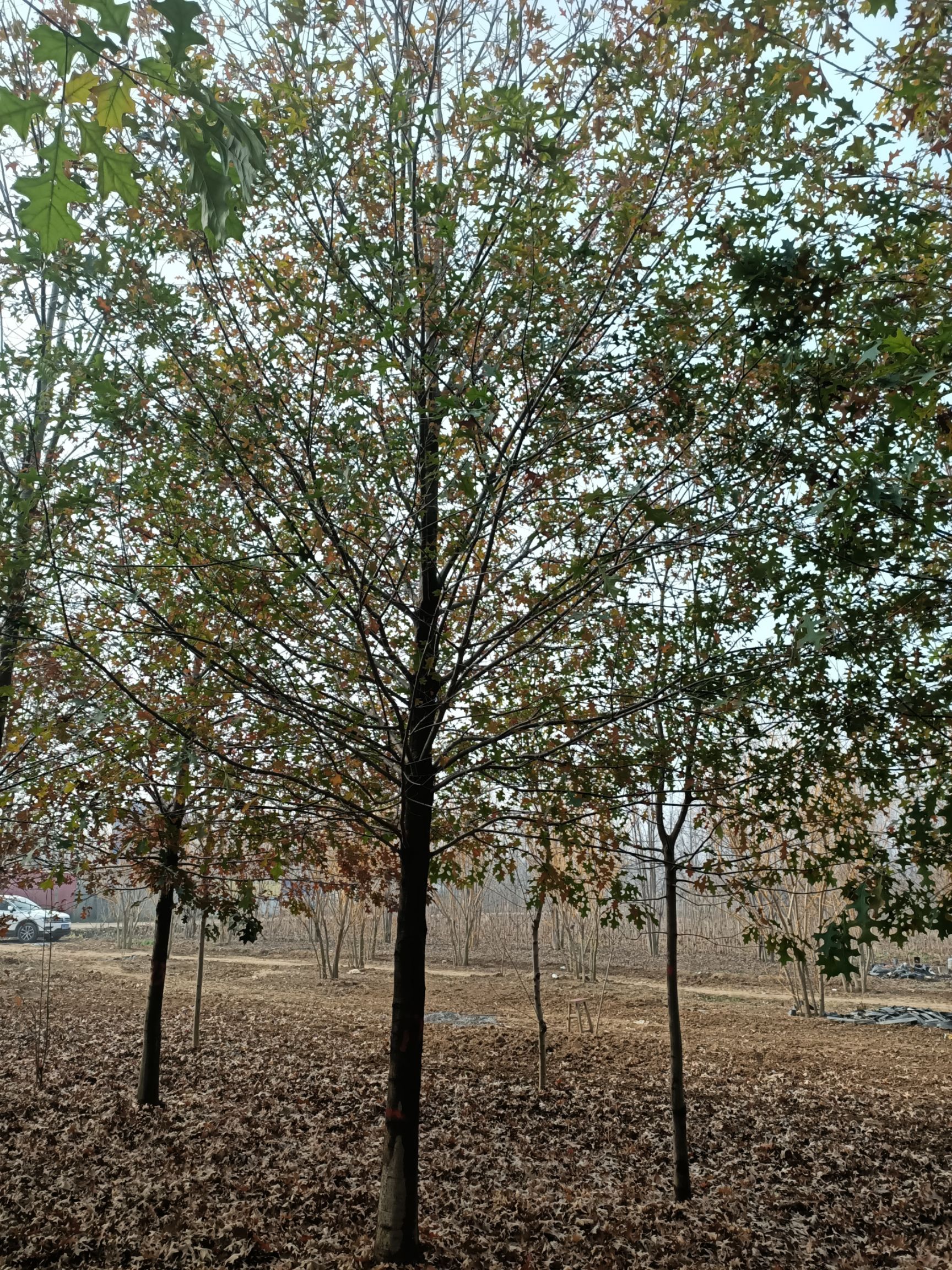 邳州市娜塔櫟，美國紅橡樹，北美紅橡，胸徑1--15公分