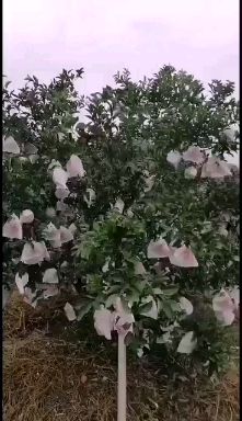 耙耙柑  种植户直售：电商、代卖、批发，支持一件代发全国包邮