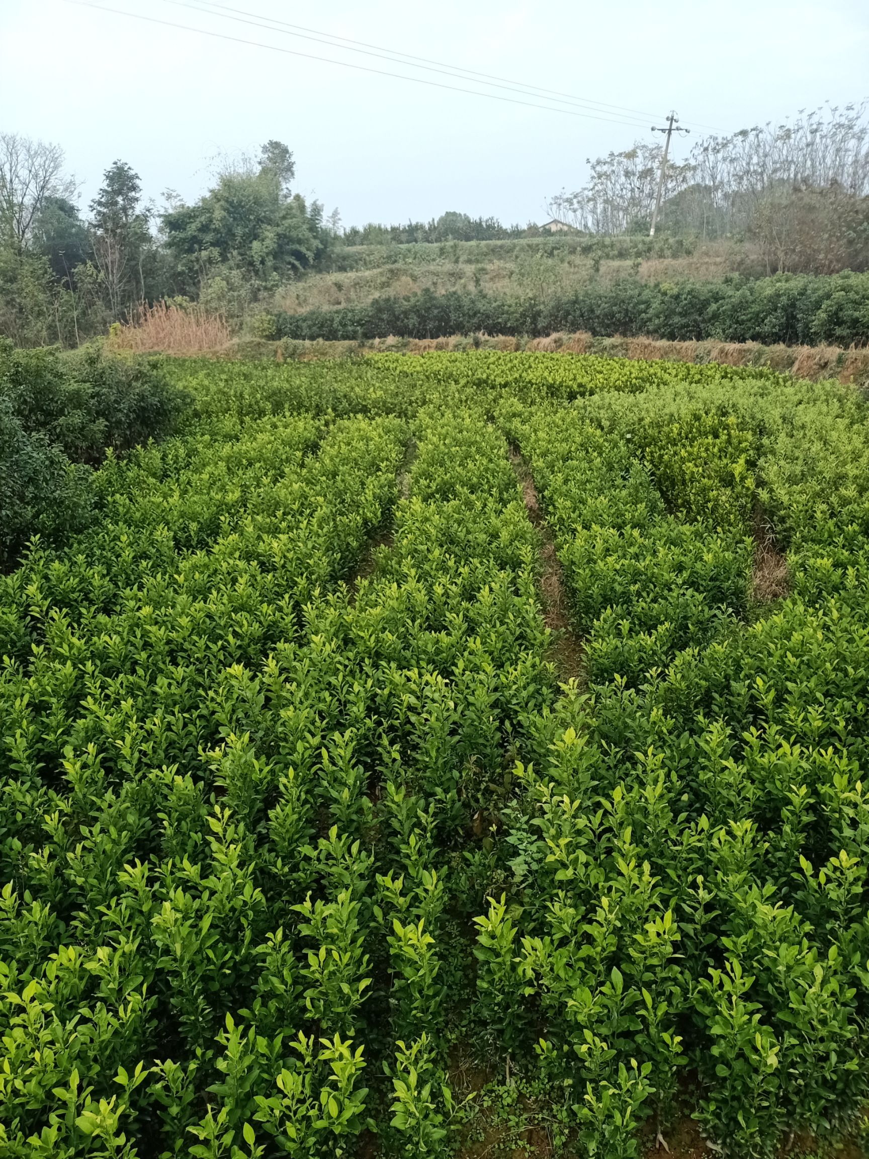  沃柑苗   091无核沃柑苗    1～3年苗  热销产品