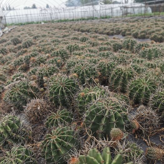 崇州市2两栽种球7厘米可食用仙人球草球  基地直发开白花 可嫁接